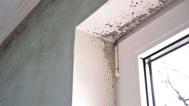 Best Home Mold Removal  in Cobden, IL