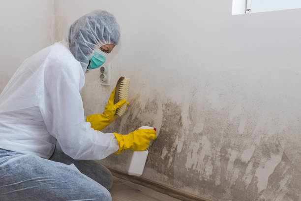Best Office Mold Removal Services  in Cobden, IL