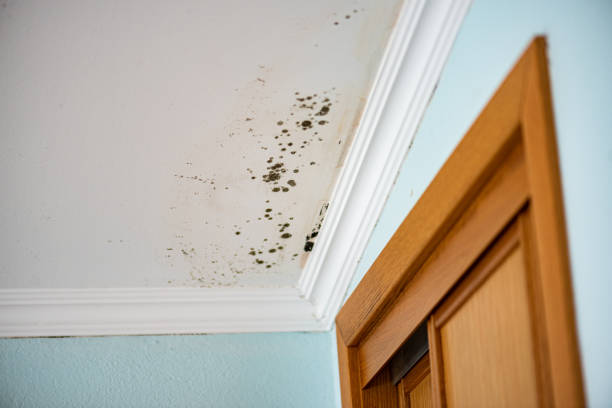 Best Same-Day Mold Removal  in Cobden, IL