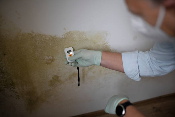 Best Fast Mold Removal  in Cobden, IL